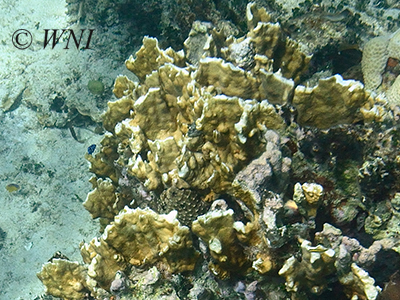 Blade Fire Coral (Millepora complanata)